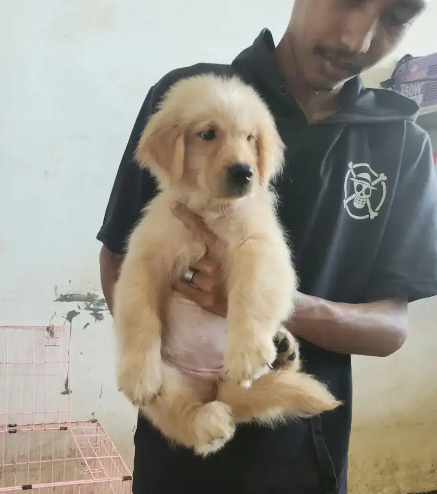 Golden Retriever 2 bulan FeMale Big Bone Stmbum Microchip