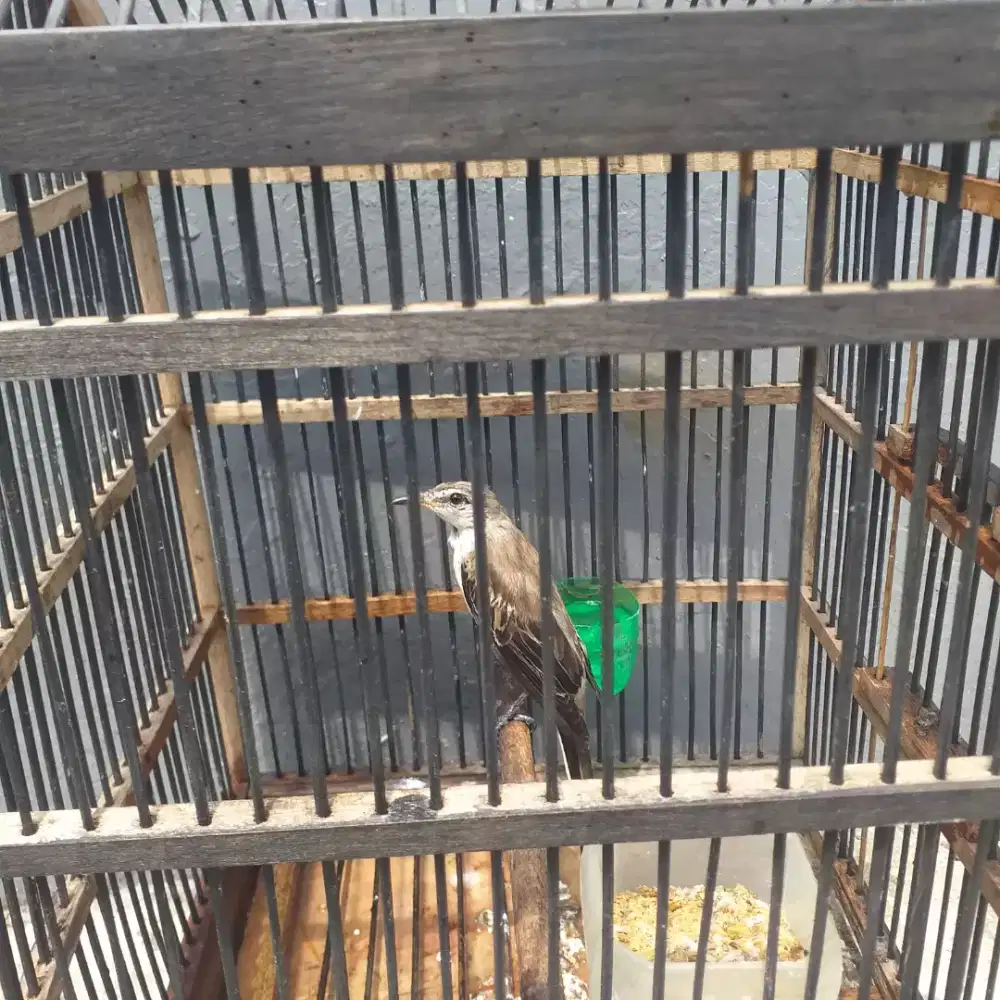 Burung kapasan kemiri