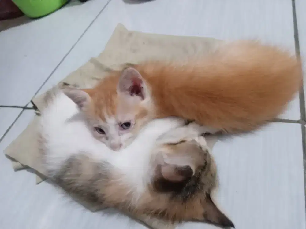 KITTEN MIXDOME BETINA