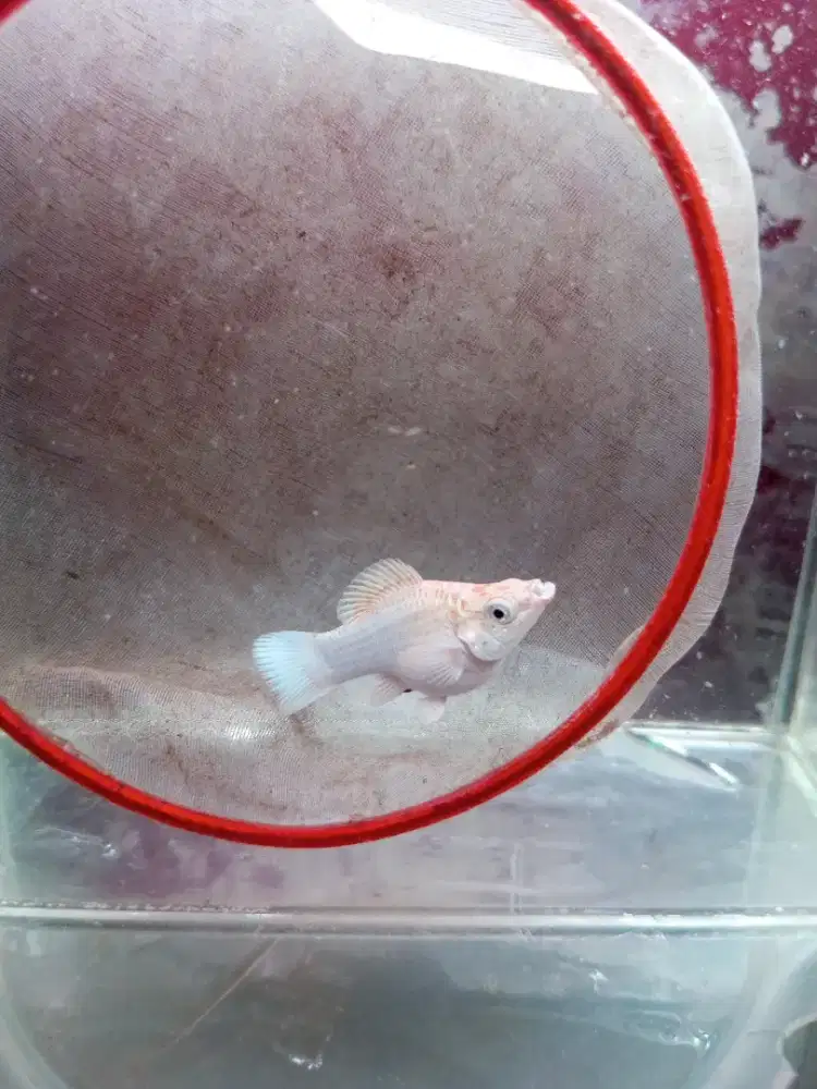 Ikan molly betina Tanco bukan ayam bebek kalkun burung batu akik rumah