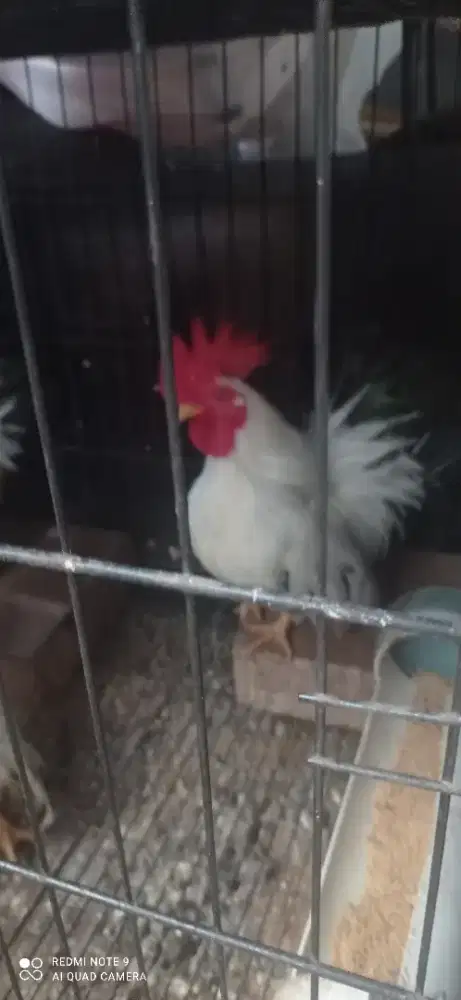 JUAL AYAM CHABO DEWASA JANTAN