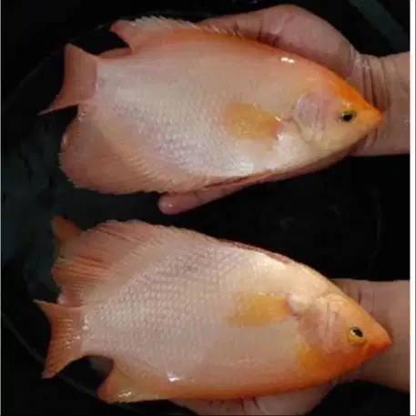 Ikan hias gurame padang