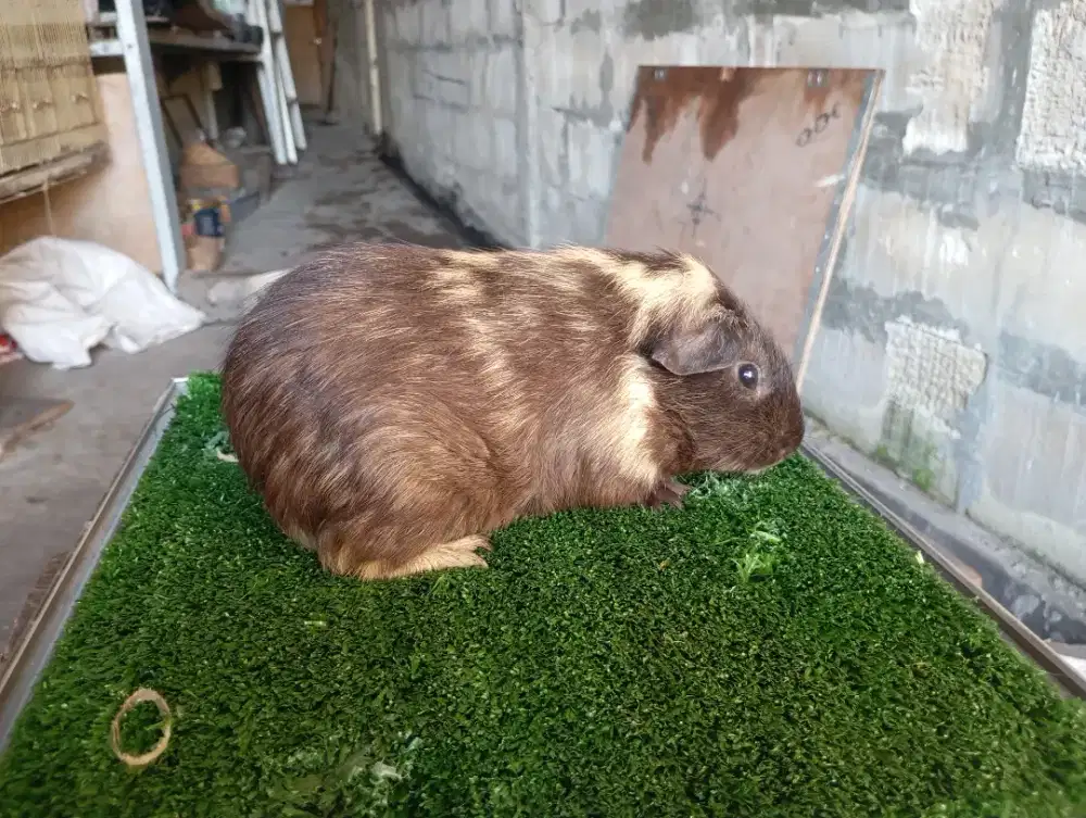 Guinea pig/marmut American