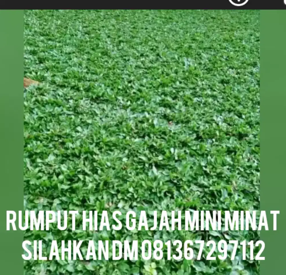 Jual rumput hias gajah mini