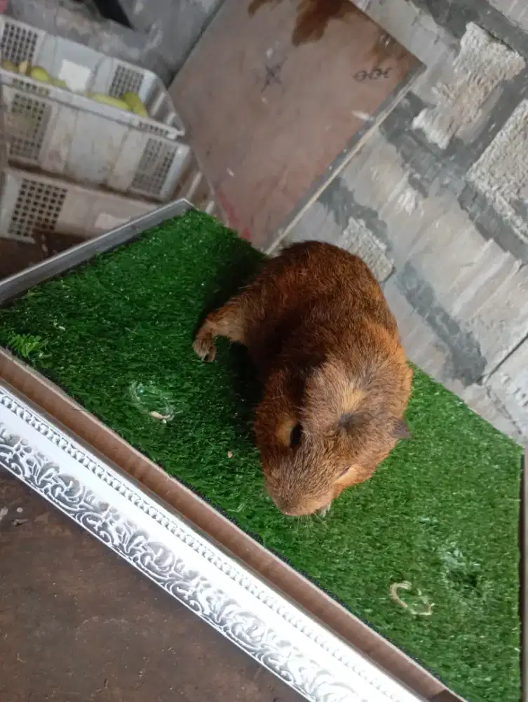 Guinea pig/Marmut
