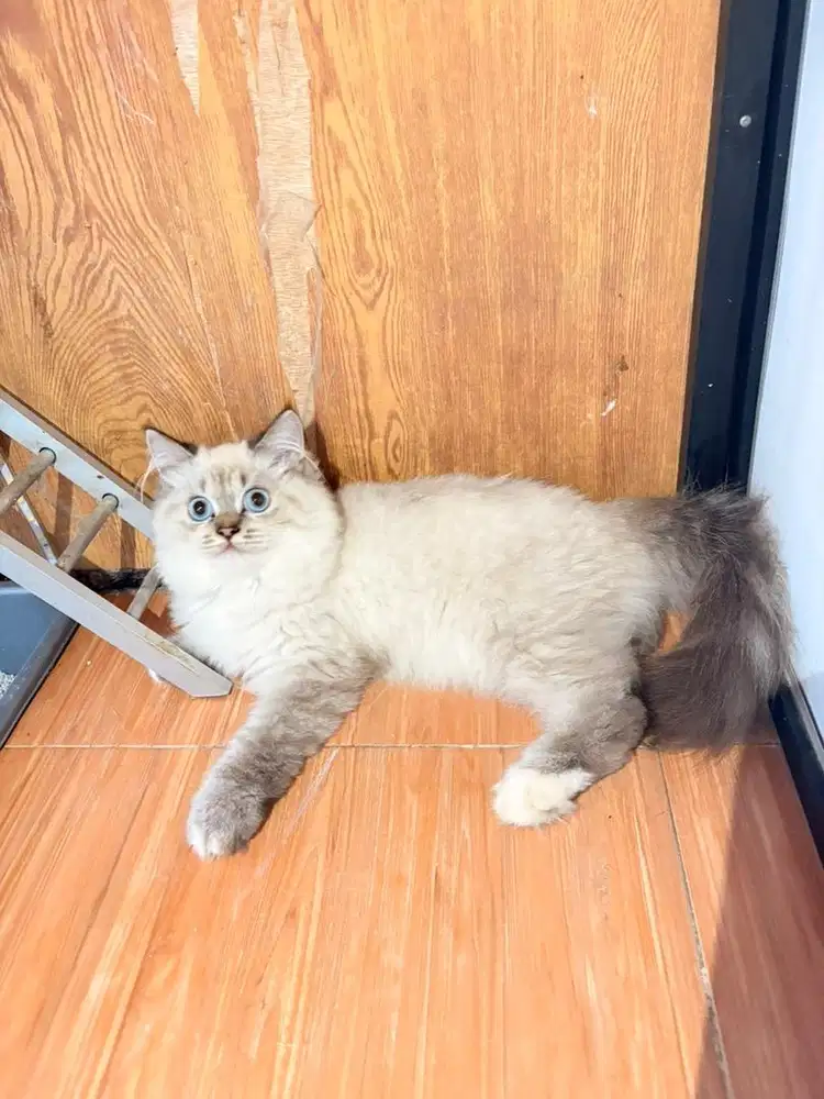 KUCING HIMALAYA x SCOTTISH STRAIGHT