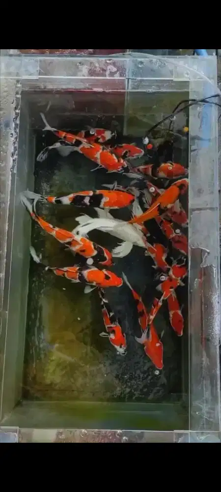 Ikan Koi Blitar HQ Jumbo