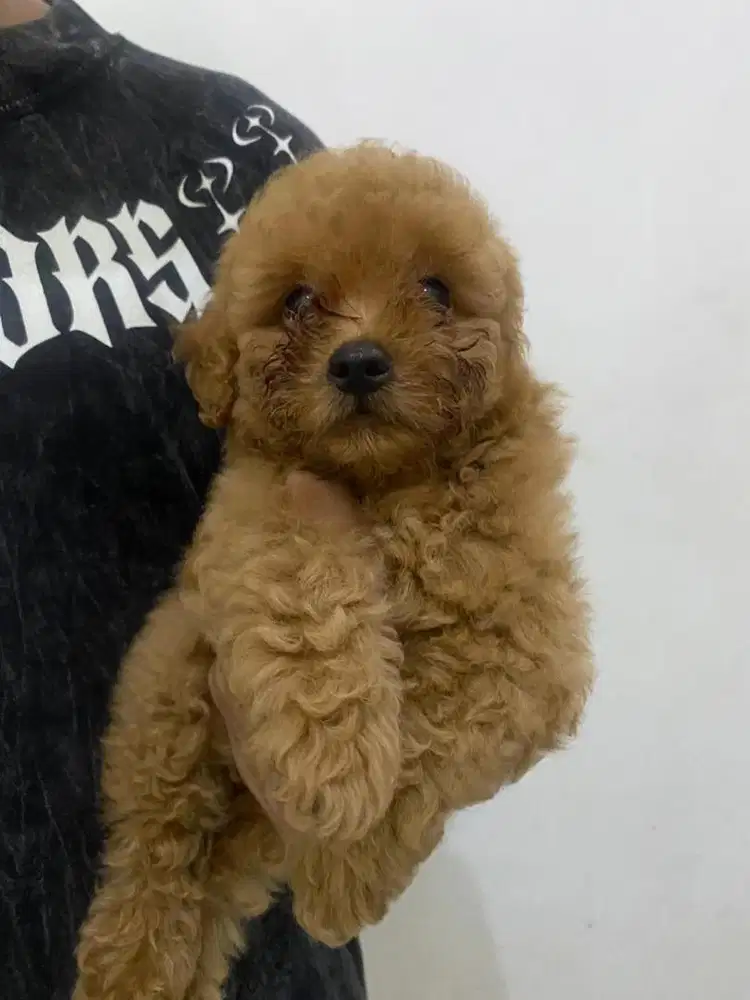 Poodle Jantan lucu