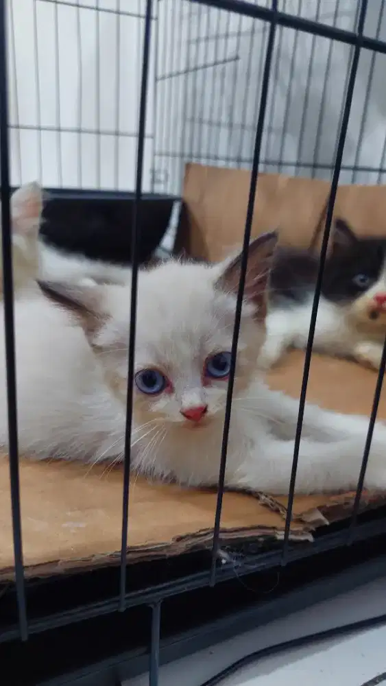 Kitten himalayan x persia