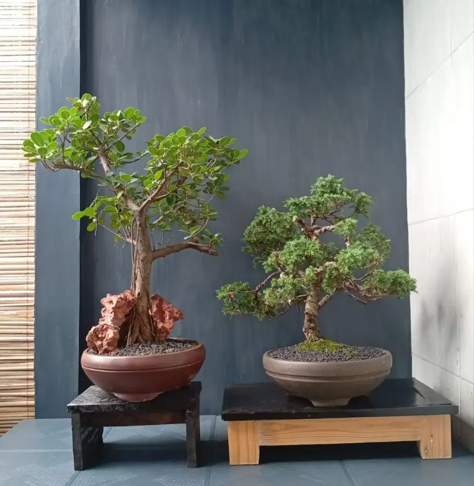 Bonsai hias ada 2 pohon