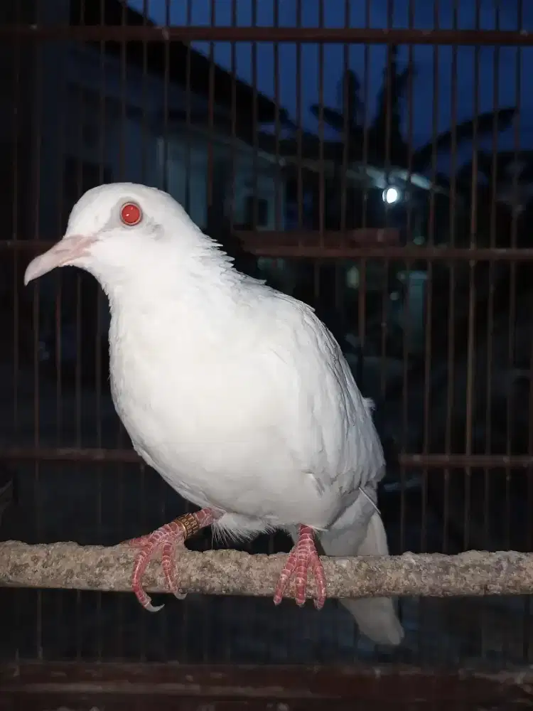 Tekukur Albino MM Split Leo Split Silver