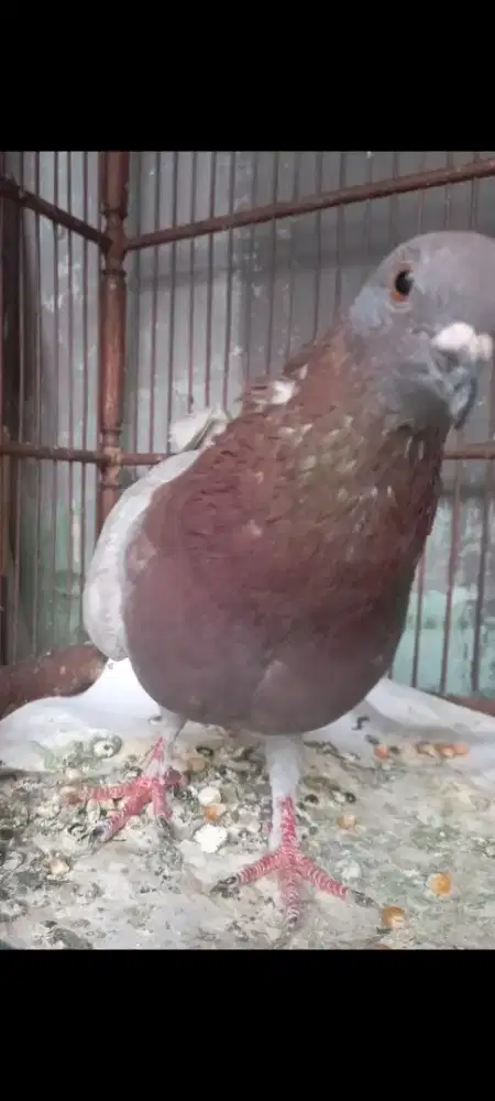 Merpati tinggian jantan