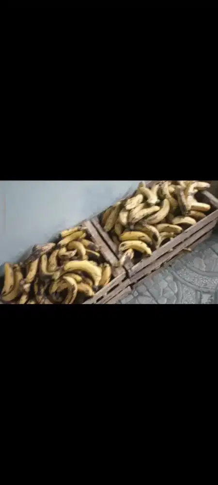 Pisang cavendish 5rb 10pcs