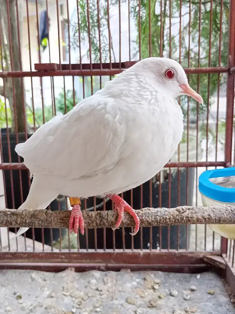 Albino MM Split Leo Split Silver