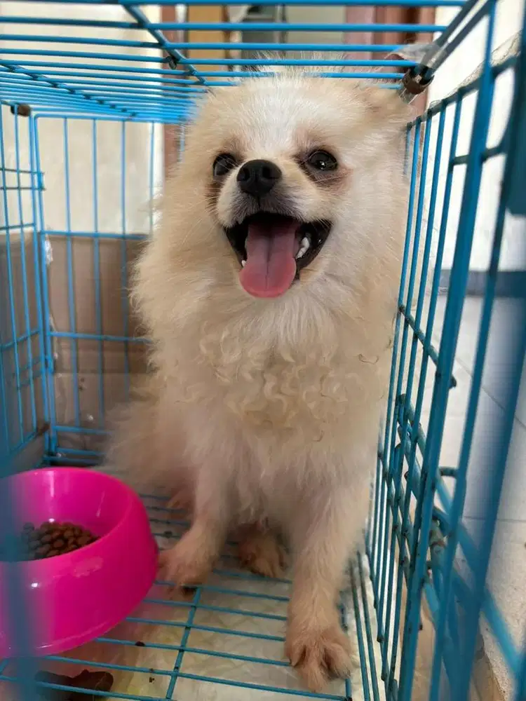 Anjing Pom German Spitz