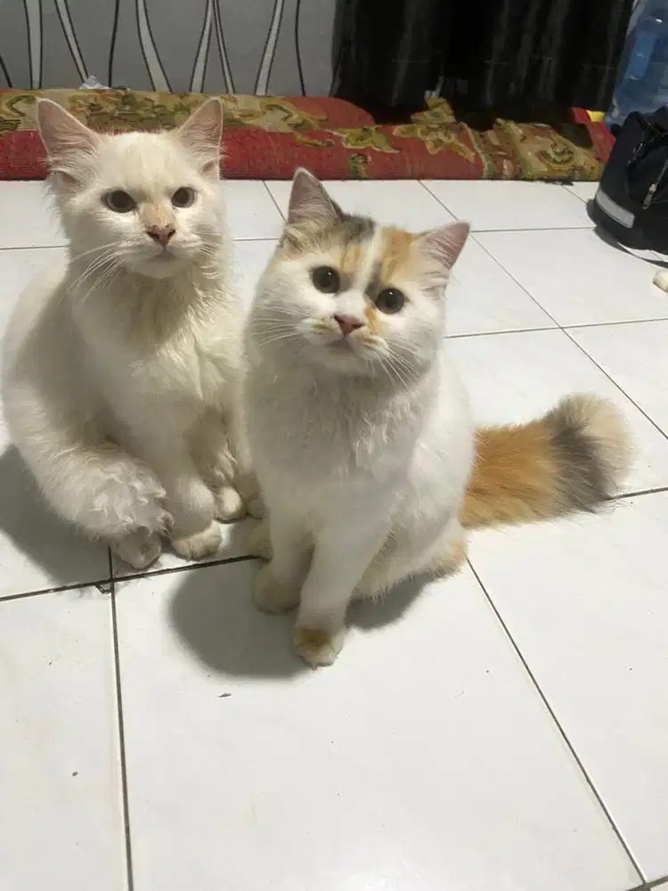 kucing persia kitten