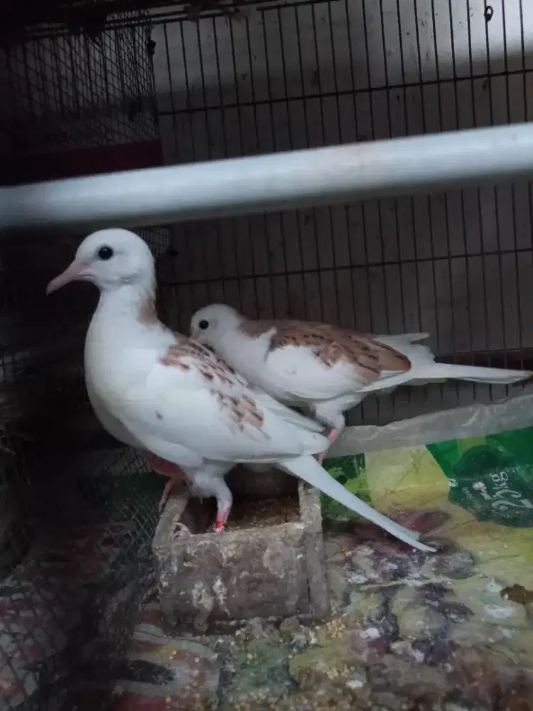 Tekukur Putih Semi full backspot