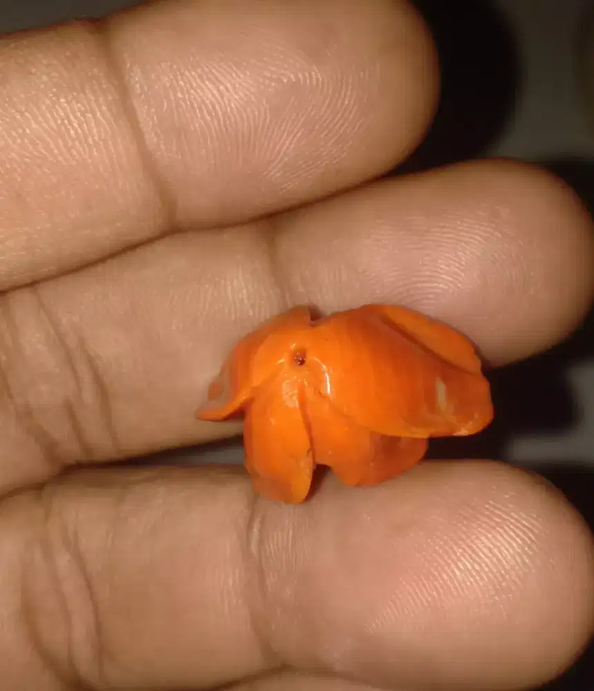 Batu marjan model bunga asli laut merah