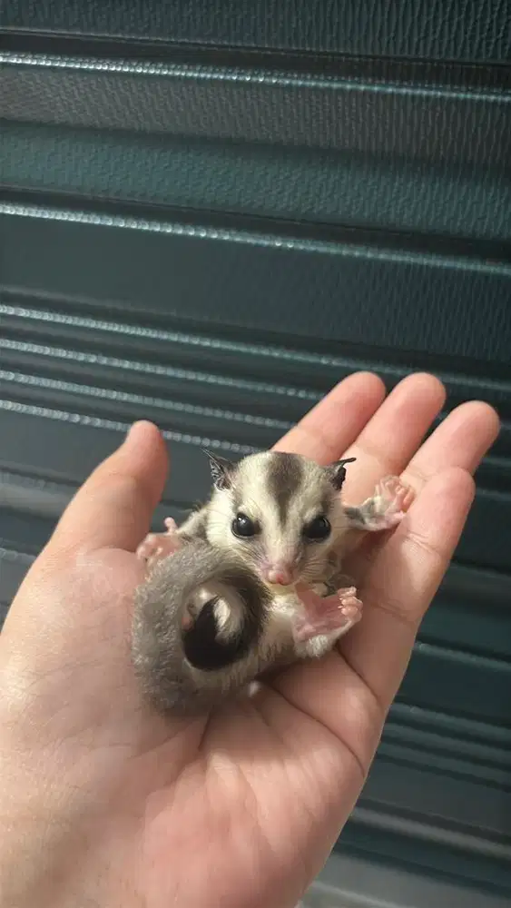 SUGAR GLIDER WHITE FACE 3-4 BULAN