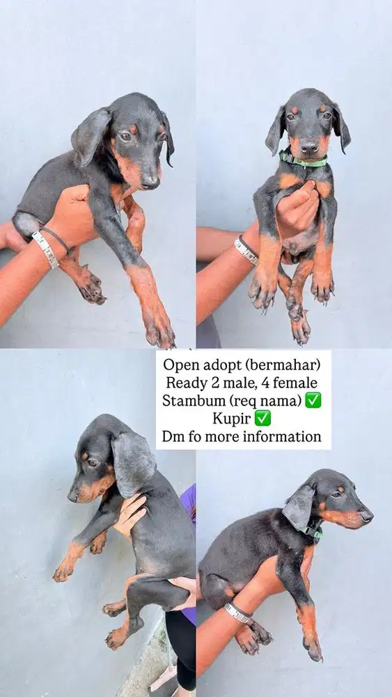 Puppys Doberman