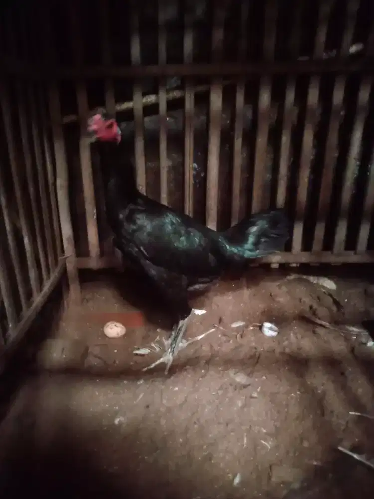 Ayam betina pakhoy ada pukul ko sarafnya LG nelor jos Vidio ada