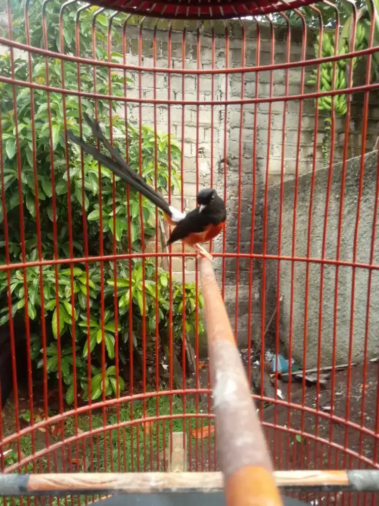 Di mahar muray isian jooos