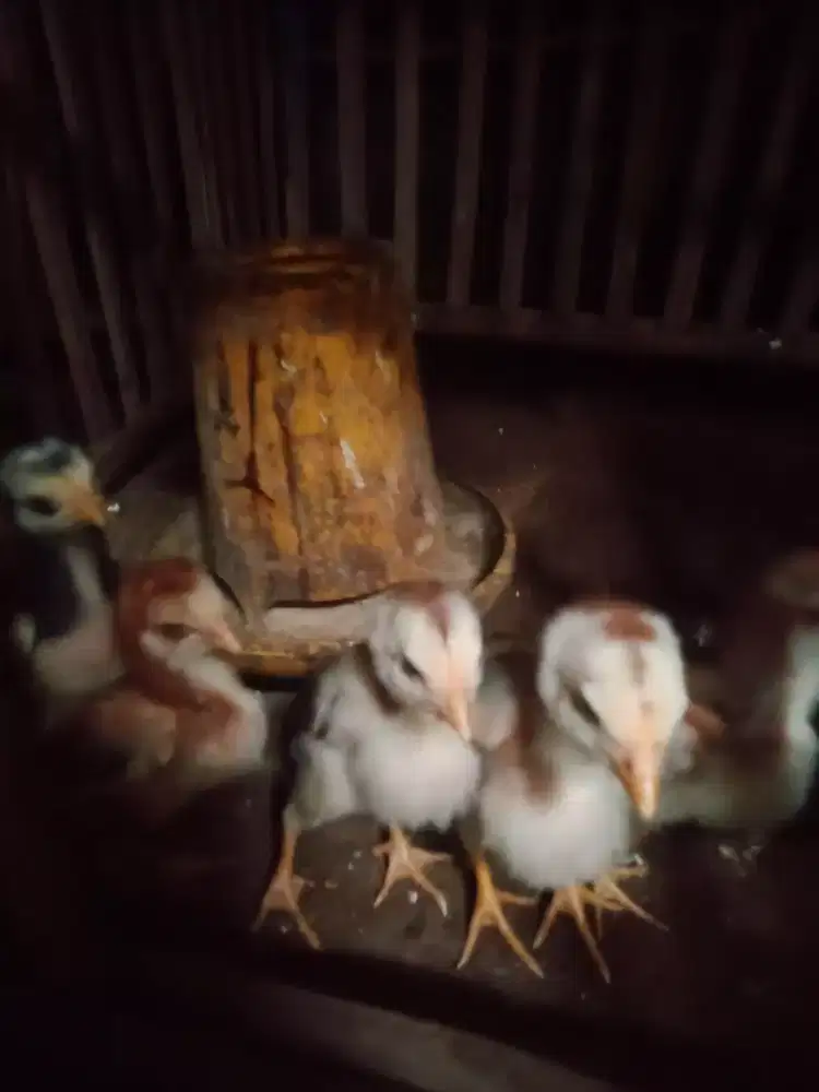 Ank ayam shamo Jepang line buchi mantap murah saja