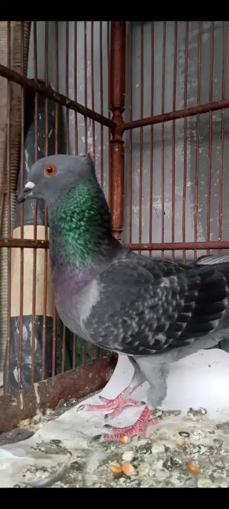 Merpati tinggian jantan