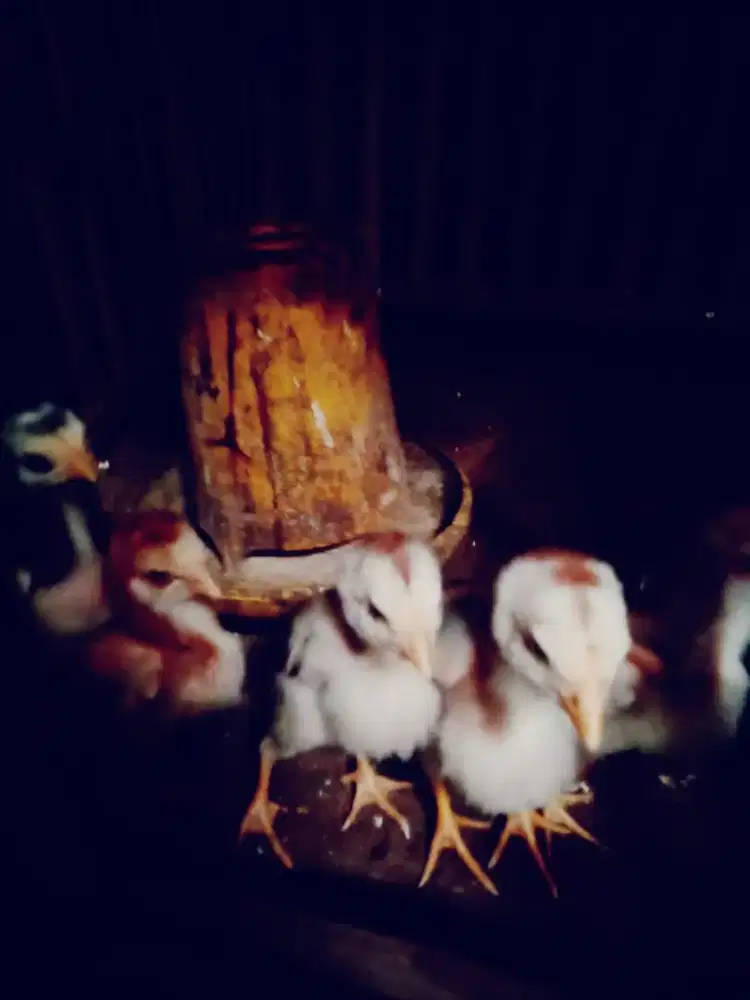 Ayam shamo jepang anak ada. 6 ekor line petarung murah Monggo