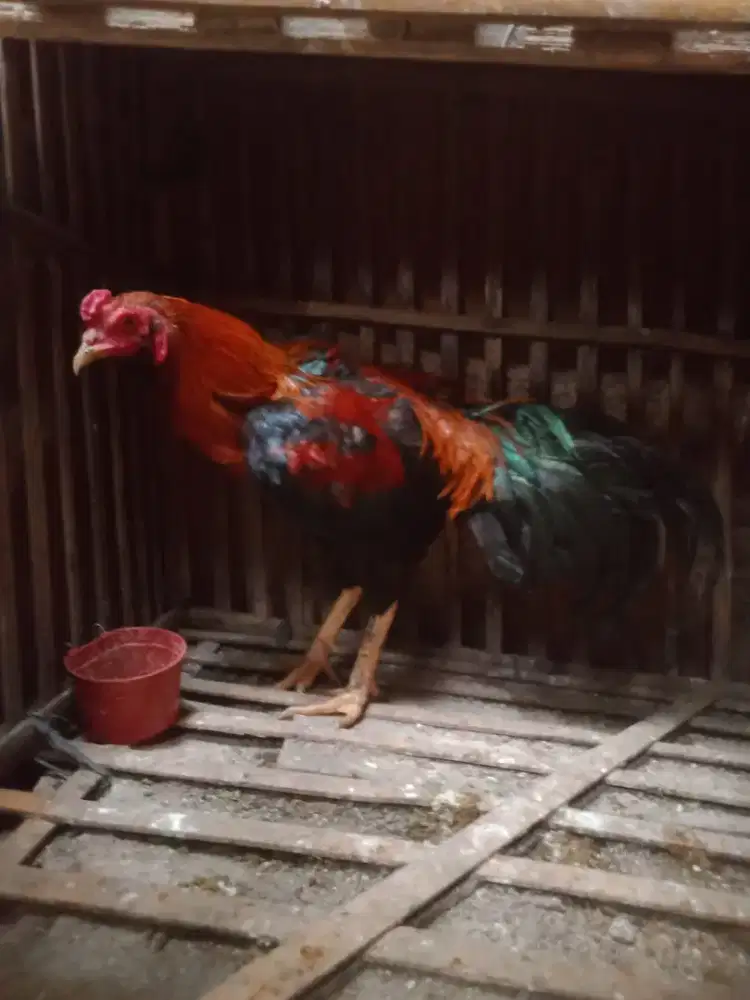Ayam jantan anak aseel dari peternak murah kosongkan  dewasa