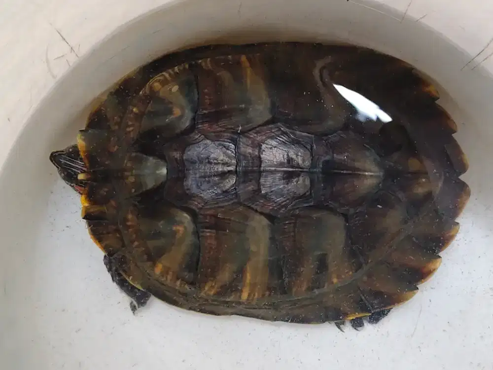 Kura-kura Brazil -+3 tahun