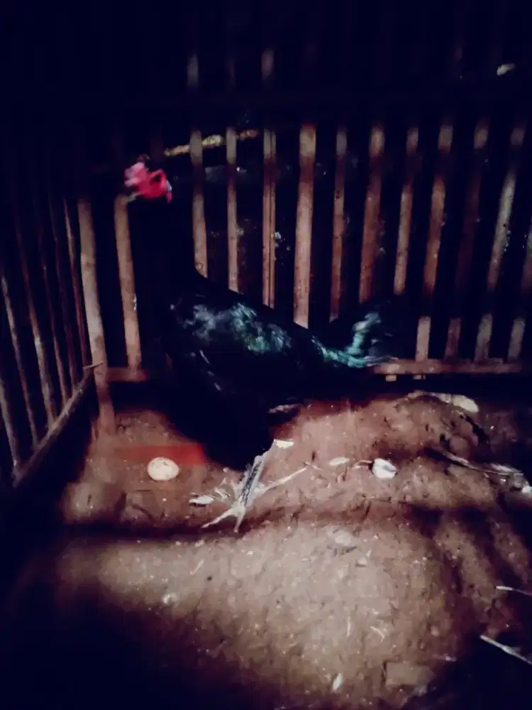 Ayam betina pakhoy speed brutal jos LG nelor vidio ada pukul saraf