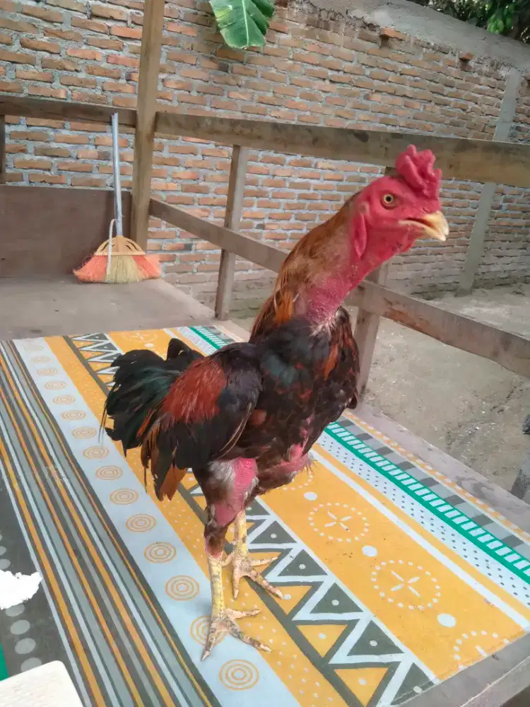 Ayam Jago Pejantan Birma