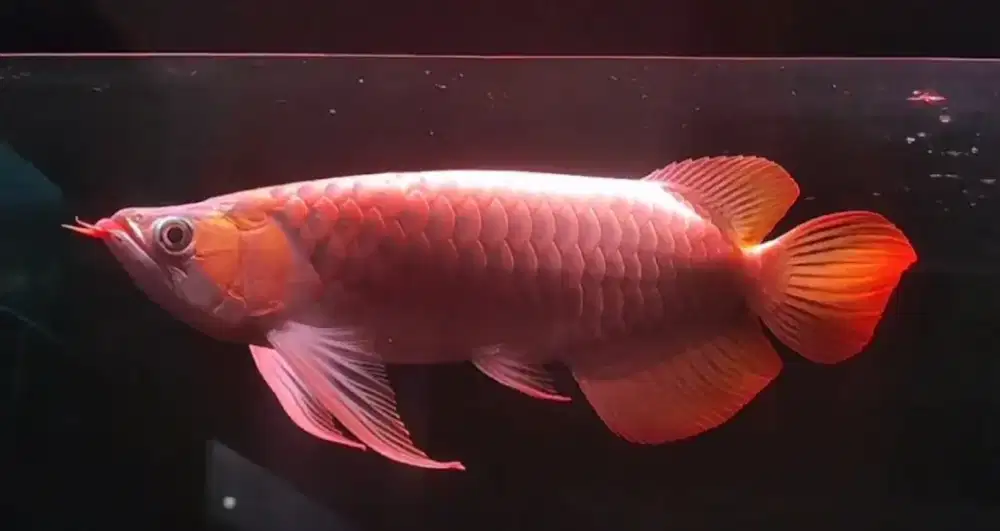 Super Red 40cm Bahan spesial