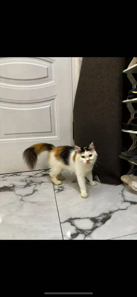 Kucing Betina Persia Medium