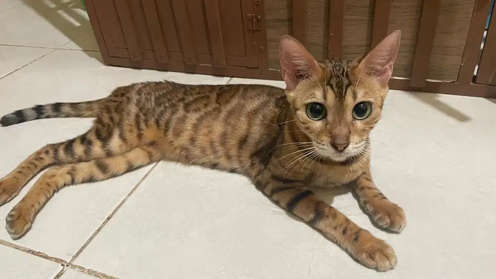 Kucing Persia , BSH , Munchkin , Mainecoon