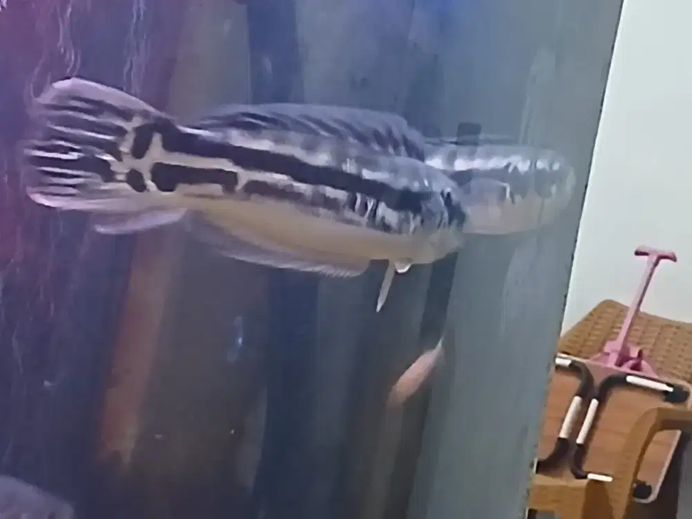 Ikan toman size 35 cm  sepasang