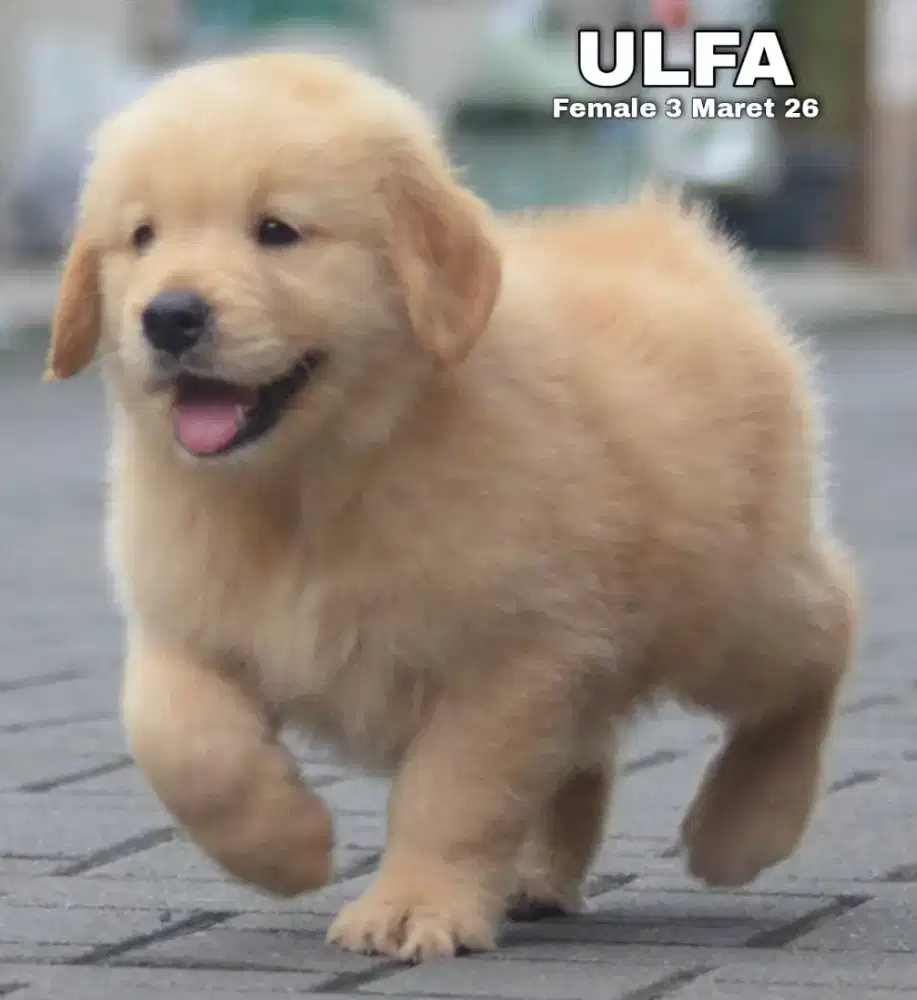 Golden ret betina •ULFA•