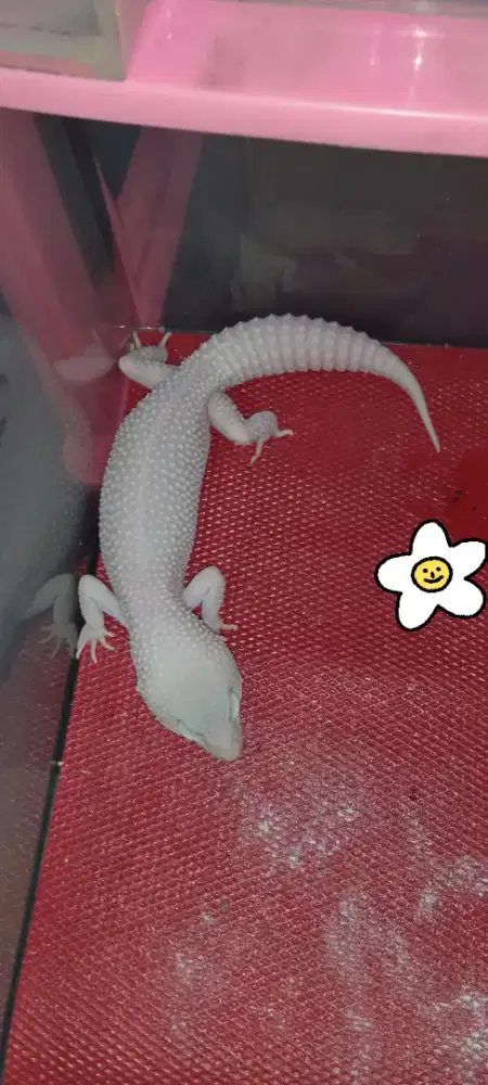 Leopard Gecko (Tokek Hias) Full Putih Jantan