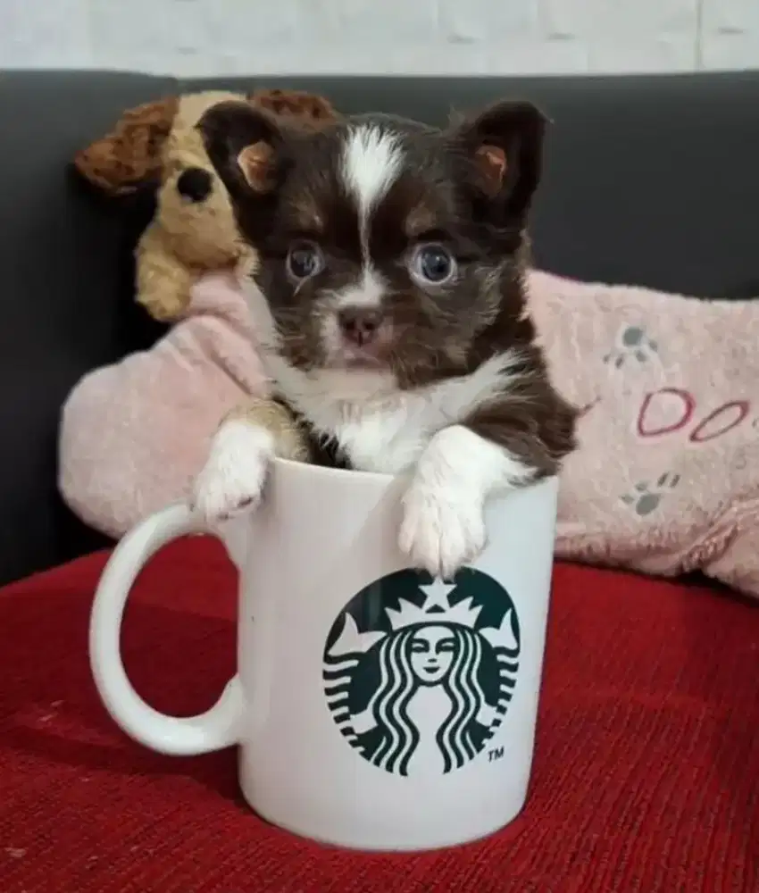 Chihuahua longhair jantan