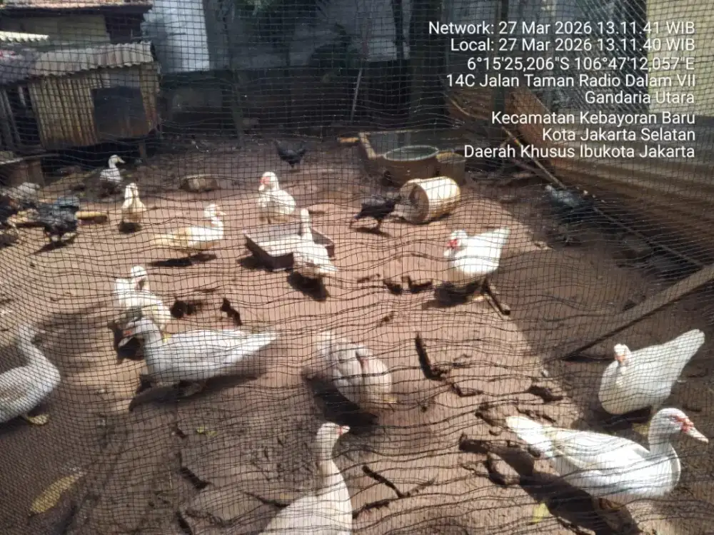 Jual cepat borongan Entok Jumbo