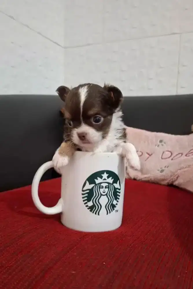 Chihuahua longhair jantan