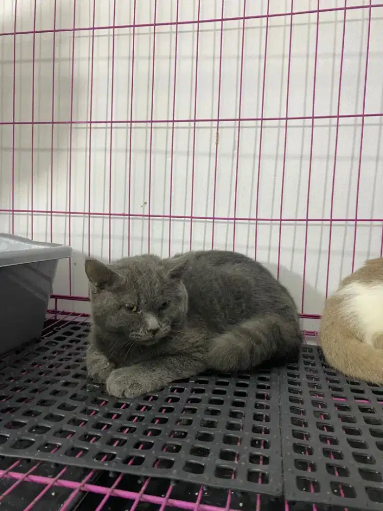 BSH BRITISH SHORTHAIR BLUE SOLID
