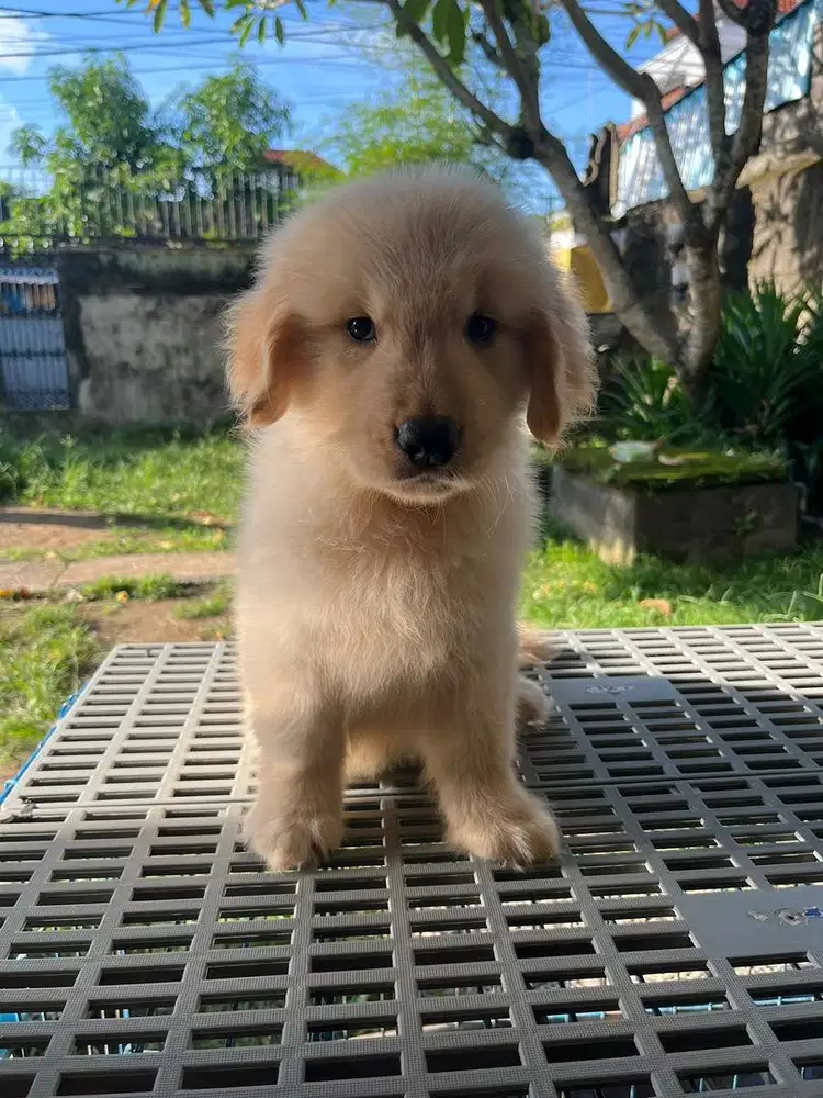 Puppies Golden Retriever