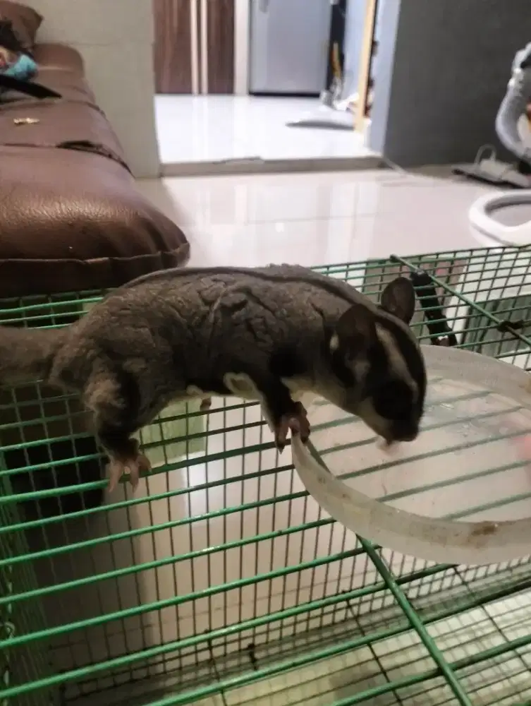 Sugar glider usia -+5 bulan (bonus kandang besar)
