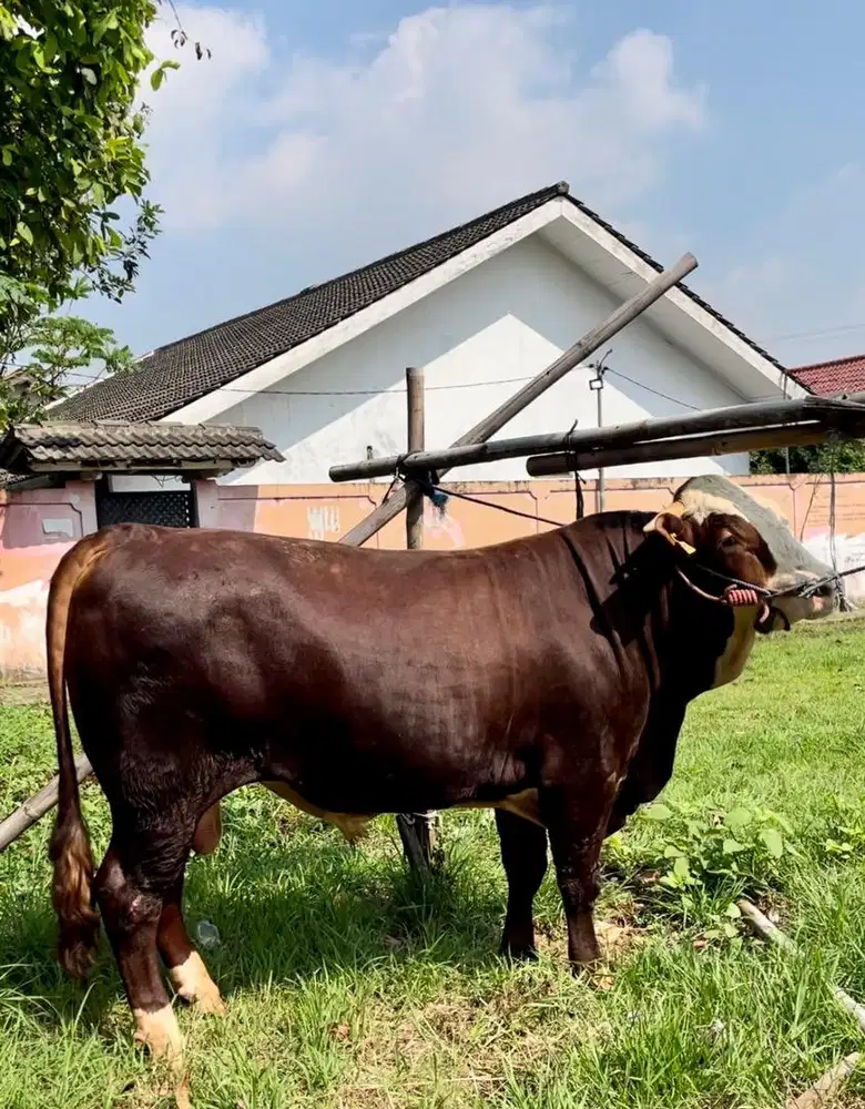 Sapi kurban premium
