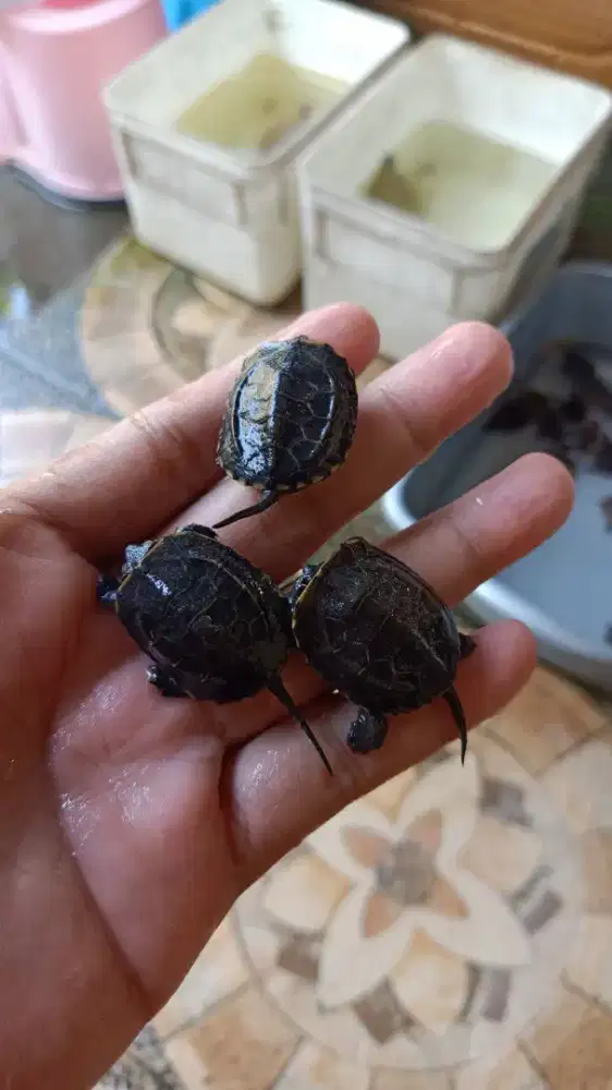 Kura chinemys hitam 3,5cm