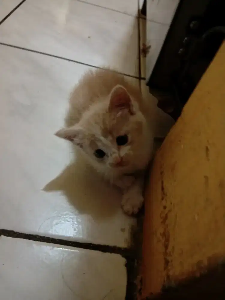 Kitten mixdome betina