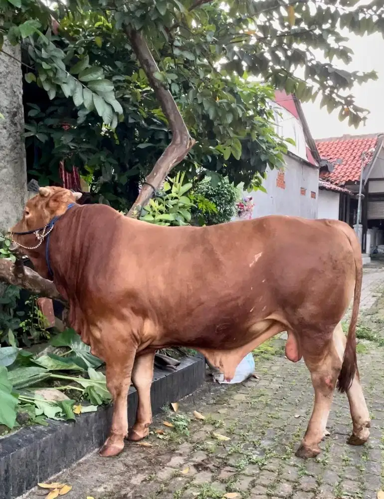 Sapi kurban premium
