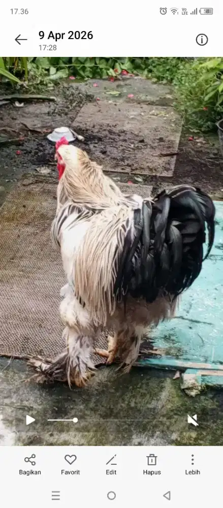 Ayam Brahma 5 ekor bonus ayam Kate sepasang